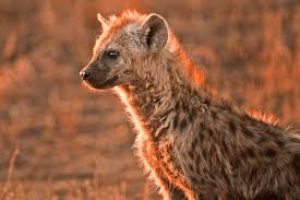 Why Is The Nile Crocodile One Of The Most Dangerous Species Of Crocodile? -  Quora