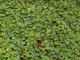 Image result for Grona triflora