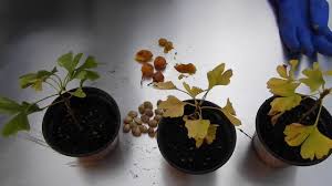 Il arrive que l'on plante des plants ou qu'on sème des graines de bonsaï. 116 Faire Pousser Des Ginkgo Biloba Youtube