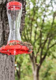 Maybe you would like to learn more about one of these? The Birds And The Bees Battling Bees At Hummingbird Feeders