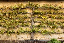 Espalier growing is not more expensive than growing any other forms of fruit trees. How To Espalier A Fruit Tree Lawnstarter