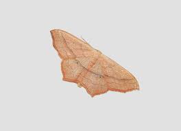 Image result for Timandra griseata