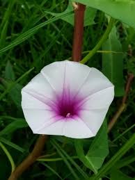 Image result for Ipomoea aquatica