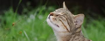 ‪Cat Care & Advice | Purina Malaysia‬‏