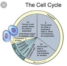 Following telophase is cytokinesis when the cell membrane this answer contributed by the scientific theory academy of science (staos) in telophase nuclear membrane is begin to reform at both ends of the. What Are Some Reasons Why A Cell That Has Just Finished Cytokinesis Might Enter The G Zero Phase Instead Of G1 Phase Quora