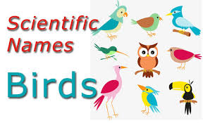 Scientific Names Birds Common And Wild Checkall In