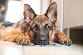 German Shepherd Strong And Loyal Dog Arthritis Dog Boredom Best Dog Food