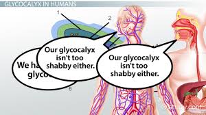 We did not find results for: Glycocalyx Definition Function Video Lesson Transcript Study Com