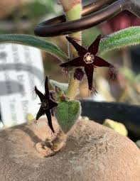 Image result for Brachystelma