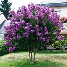 Shrubs, perennials, houseplants, trees, garden supply Crape Myrtle Varieties And Guide The Tree Center