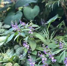 Image result for Scutellaria violascens