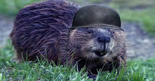 Claw marks will be irregular. The Time Idaho Dealt With Its Surplus Of Beavers By Parachuting Them Into Its Backcountry Qs Study