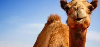 فوائد بول الإبل للكبد موضوع