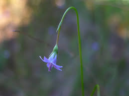 Image result for Wahlenbergia flexuosa