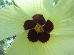 Image result for Hibiscus calyphyllus