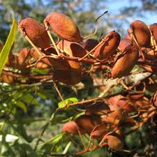 Image result for Grevillea robusta