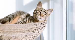 ‪Keeping your indoor cat happy | Orange County, NC‬‏