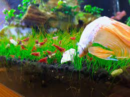 He only pretends to hunt the ghost shrimp only when they float to the top, but most of the time he avoids them. Shrimp For Betta Fish Online Shopping