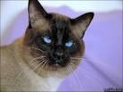 Siamese Kittens for sale – Kittentanz