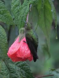 Birds Of Prey Flower Meaning Metallura Tyrianthina Metalura Colirroja Tyrian Metaltail Picaflores Colibri Aves