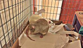 A Common Scents Guide To Banishing Pet Rat Cage Odor About Pet Rats