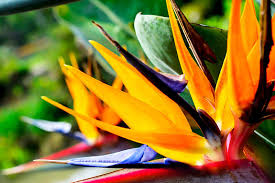 The asclepias curassavica or blood flower is a tropical plant that originated in south america and is a member of the apocynaceae family. How To Grow Tropical Plants In Containers