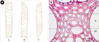 We did not find results for: The Morphological Characteristics And Classification Of Vascular Parenchyma Cells In Bamboo Phyllostachys Edulis Carr J Houz