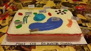 Cell membrane & cell wall (note: Plant Cell Science Project Made Of Candy Cake Plant Cell Cake Cake Candy Cake