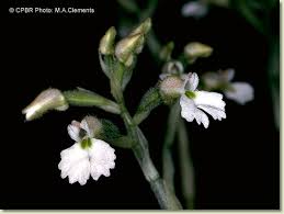 Image result for Cheirostylis