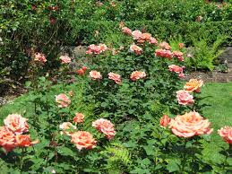 Hôtels proches de international rose test garden, portland: Pin On Roses