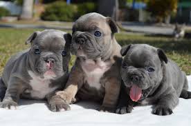 Check spelling or type a new query. Gulf Coast French Bulldogs French Bulldog Breeder