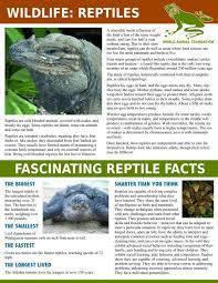 Pin By World Animal Foundation On Earth Animal Advocate Guide Animals Of The World Animal Guides Food Lion
