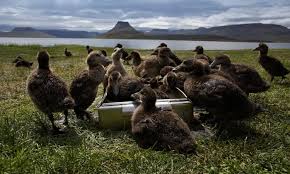 Image result for eiderdown of death