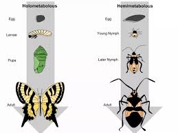 Metamorfosis sempurna mengalami fase pupa sedangkan metamorfosis tidak sempurna tidak mengalaminya. Perbedaan Metamorfosis Sempurna Dan Tidak Sempurna