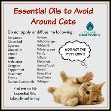 Welcome back to essential oil solutions with doterra, the podcast where you'll hear exciting, useful, and simple everyday uses for with cats, sometimes they don't really like their belly being rubbed, or even with dogs if they're having some stomach upset and they don't like their belly. Essential Oils To Avoid Around Cats Find Me On Fb Essential Oils Educational Group Https W Essential Oils Dogs Essential Oils Cats Are Essential Oils Safe