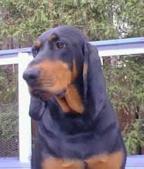 I entered diesel in the field trial. Black And Tan Coonhound Breed Information History Health Pictures And More