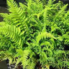 Polystichum Setiferum Dahlem Fougere H80 P R Feuilles De Plantes Idees Jardin Vivaces