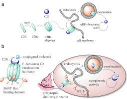 Complications of botulinum toxin and fillers: Retargeting The Clostridium Botulinum C2 Toxin To The Neuronal Cytosol Scientific Reports