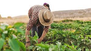 Agricultura familiar terá R$ 76 bi para produção de alimentos – News Cariri