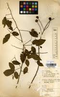 Image result for Maerua triphylla