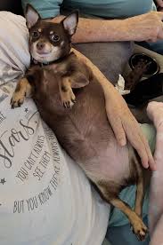Image result for chihuahua big obesity