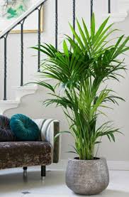 6 Palmenarten Fur Den Innenbereich Eigenschaften Und Pfelgetipps Elefantenfuss Pflanzen Plants Hanfpalme Zimmerpflanzen Zimmerpflanzen Dekor Palmenarten