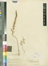 Image result for Dysphania schraderiana