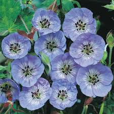 Buxtons Blue Geraniumsuk Hardy Geranium Flowers Perennials Geraniums