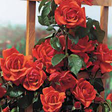 Maybe you would like to learn more about one of these? Blaze Of Glory Climbing Rose Climbing Roses Hybrid Tea Roses Tea Roses