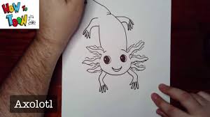 Jul 20, 2021 · the axolotl is a type of amphibian that looks like a salamander…let's draw one! How To Draw An Axolotl Youtube