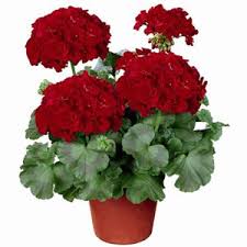 Image result for Pelargonium