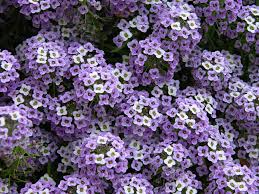 Check spelling or type a new query. Annual Flower Trial Garden At Colorado State University Reveals Winners