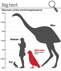 Heracles inexpectatus is a giant fossil parrot species from new zealand, assigned to a monotypic genus heracles, that lived during the early miocene approximately 16 to 19 million years ago. Stunning Science Discovery Giant Parrot Stalked Central Otago Otago Daily Times Online News