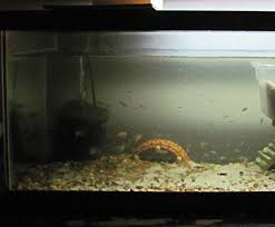 What My Fish Do At Night 🌜 How Do Fish Sleep - Youtube